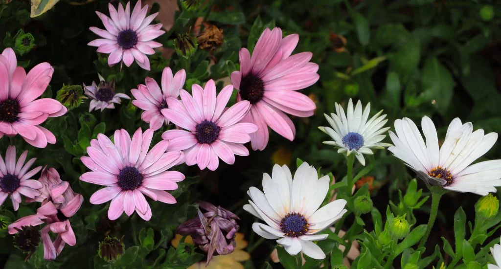 摄影作品 05：雏菊