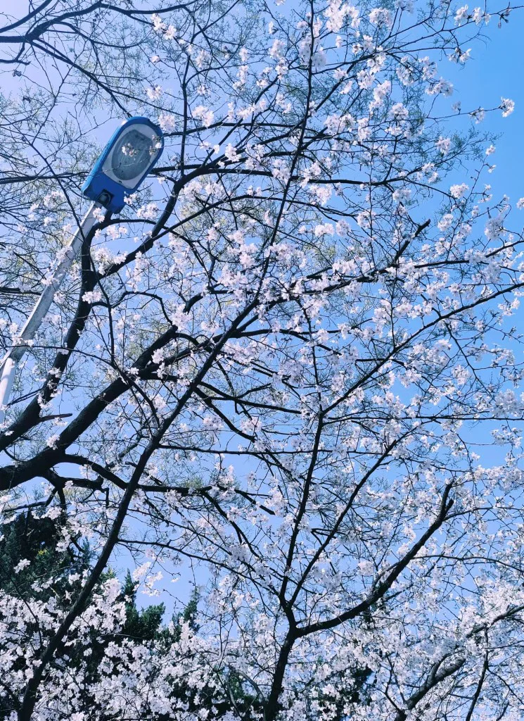 摄影作品 06：樱花仰拍