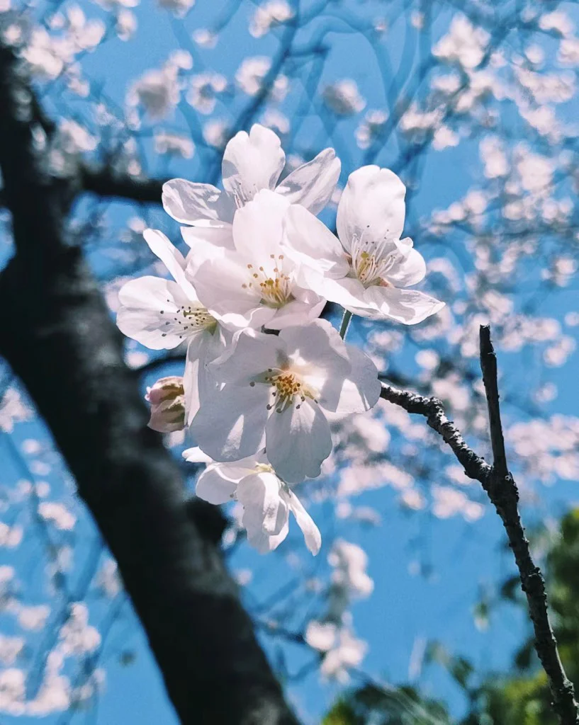 摄影作品预览：樱花与蓝天