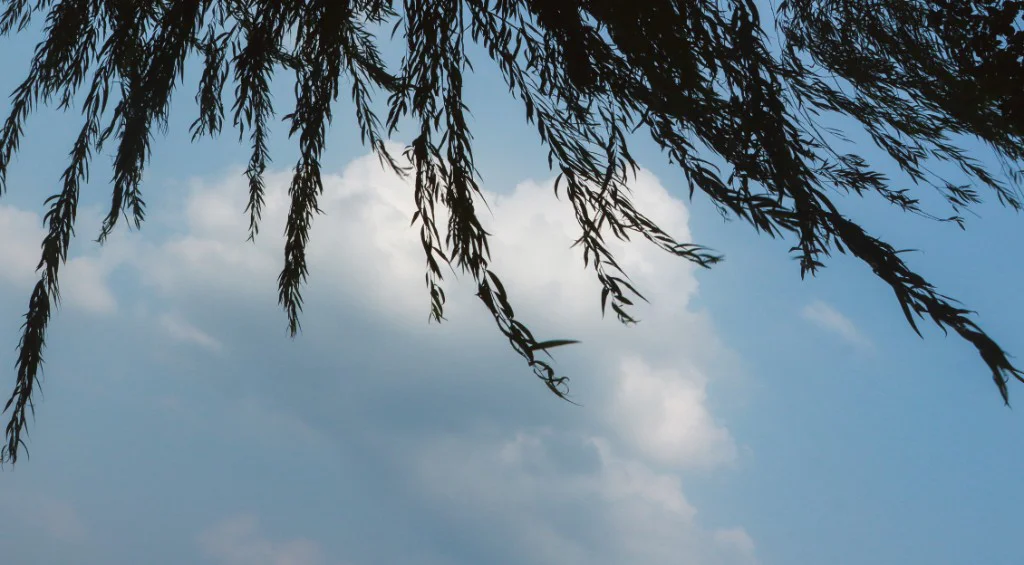 摄影作品 08：柳枝与云