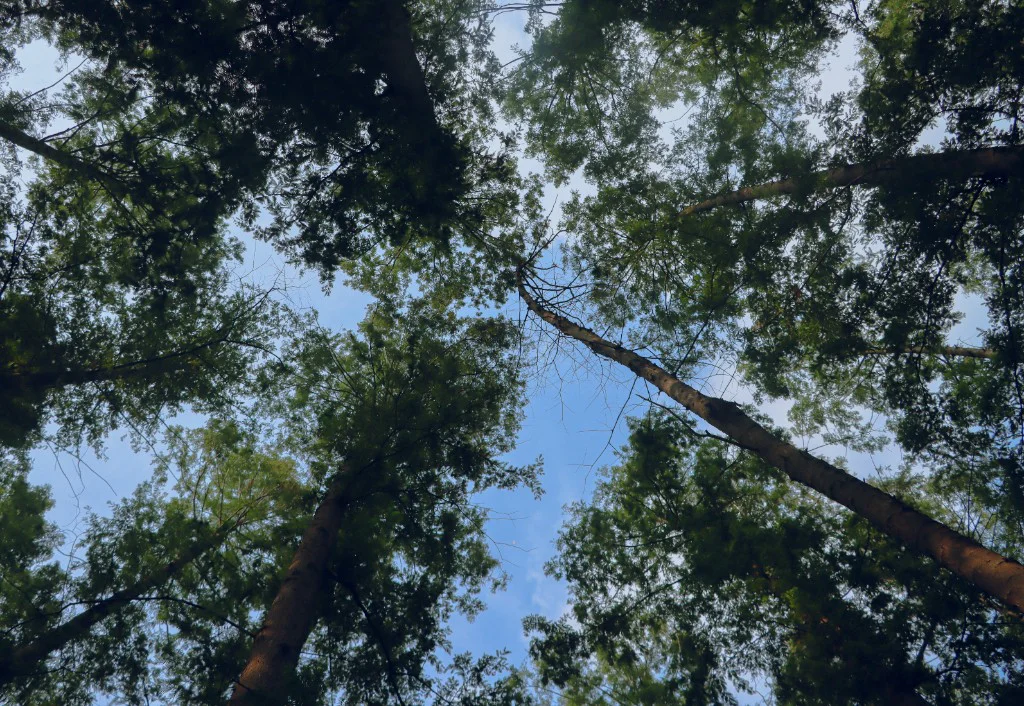 摄影作品 09：树冠与天空