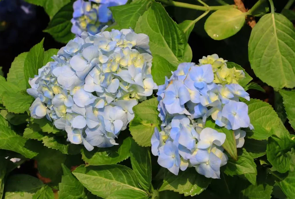 摄影作品 10：绣球花